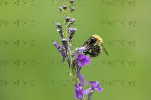 Common carder bumblebee (Bombus pascuorum) adult bee insect feeding on a garden Toadflax flower in