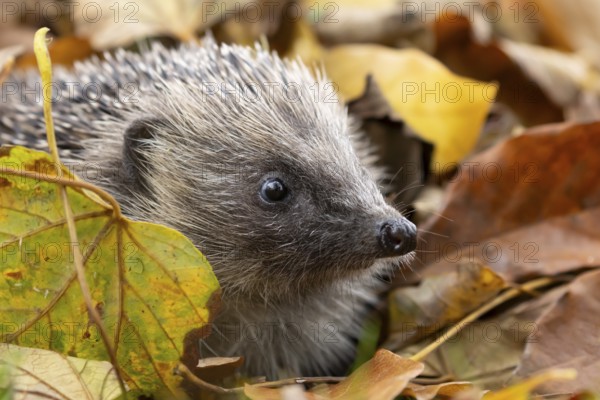European hedgehog (Erinaceus europaeus) adult animal emerging from a pile of fallen autumn leaves
