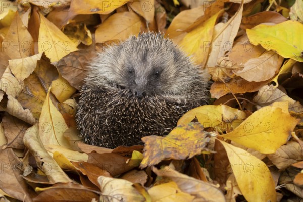 European hedgehog (Erinaceus europaeus) adult animal curled in a ball for hibernation on fallen