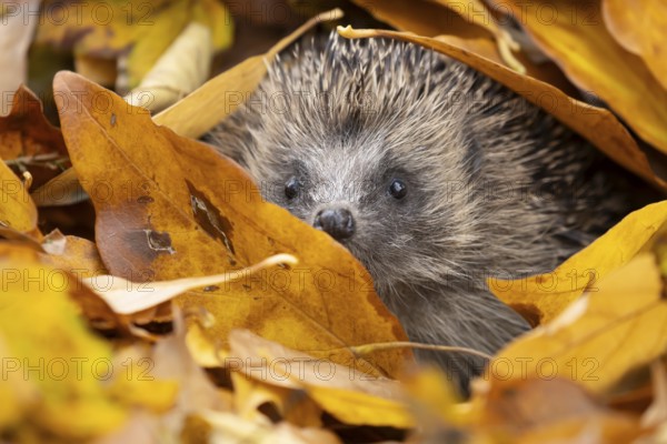 European hedgehog (Erinaceus europaeus) adult animal emerging from a pile of fallen autumn leaves