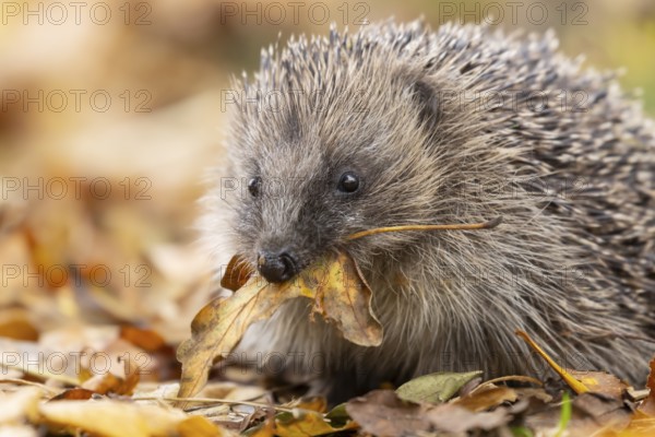 European hedgehog (Erinaceus europaeus) adult animal carrying a leaf in its mouth for bedding