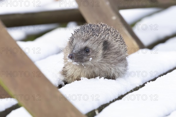 European hedgehog (Erinaceus europaeus) adult animal on snow covered garden wooden decking in