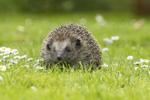 European hedgehog (Erinaceus europaeus) adult animal on a garden grass lawn with daisy flowers in
