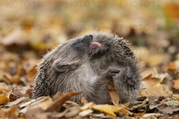 European hedgehog (Erinaceus europaeus) adult animal self-anointing or self-salivating on fallen