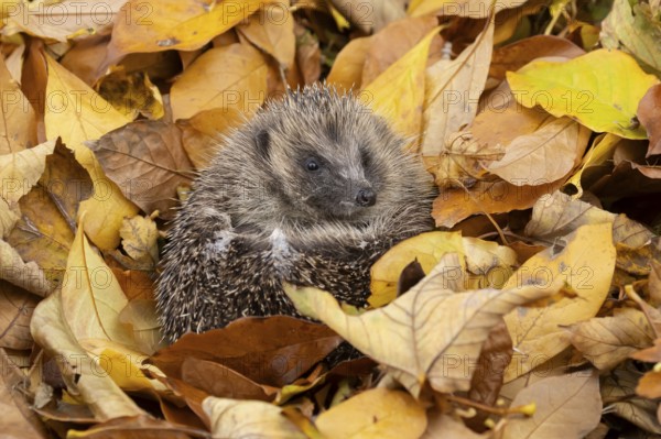 European hedgehog (Erinaceus europaeus) adult animal curled in a ball on fallen autumn leaves in a
