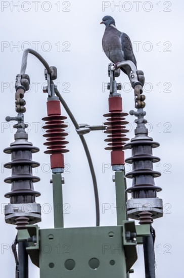 Pigeon sits on a power cable for traction power, mast with a circuit breaker for switching