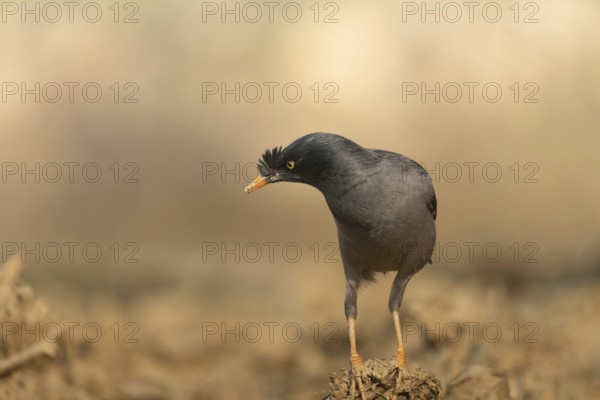 A jungle myna (Acridotheres fuscus) stands on the ground against a blurred background, Sreepur,