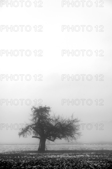 Fruit tree in winter in cloudy weather, black and white, Eckental, Middle Franconia, Bavaria,