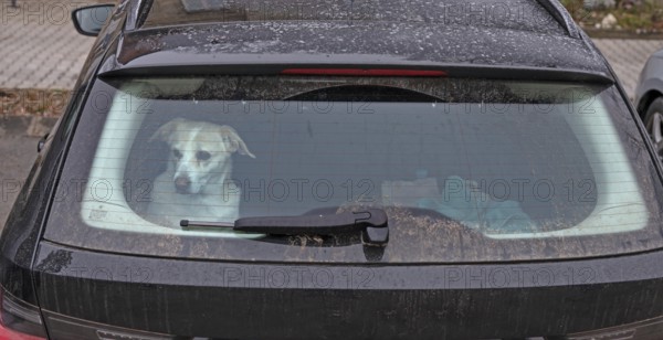 Waiting dog in the trunk of a car, Bavaria, Germany