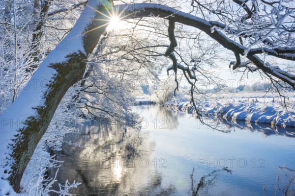 Snow-covered river landscape with trees, overhanging branch of English oak (Quercus robur)