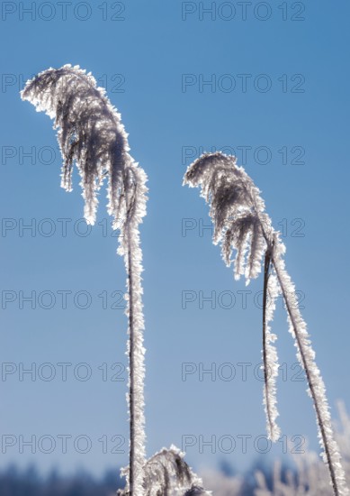Hoarfrost, reed fronds covered with ice crystals, stalks and leaves, reeds (Phragmites australis)