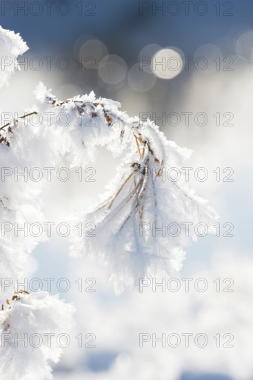 Close-up of ice crystals on a stalk, grass covered in hoarfrost, grasses, stalks, plants, wintry,