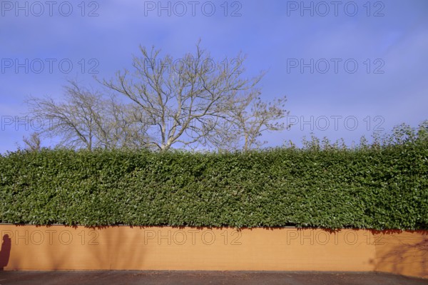 Laurel cherry hedge (Prunus laurocerasus) on an orange-coloured wall, Eckental, Middle Franconia,