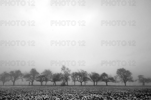 Fruit trees in winter in cloudy weather, black and white, Eckental, Middle Franconia, Bavaria,
