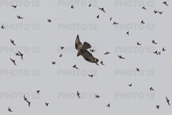 Wrinkle-lipped Bulldog Bat (Chaerephon plicatus), Wrinkle-lipped Free-tailed Bat, large flock