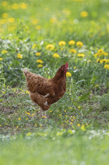 Domestic hen (Gallus gallus domesticus), brown hen in free range runs on farm through yellow
