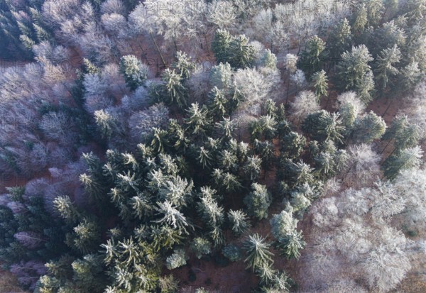 Winter forest aerial view of a mixed forest with spruces and beeches colored white from frost