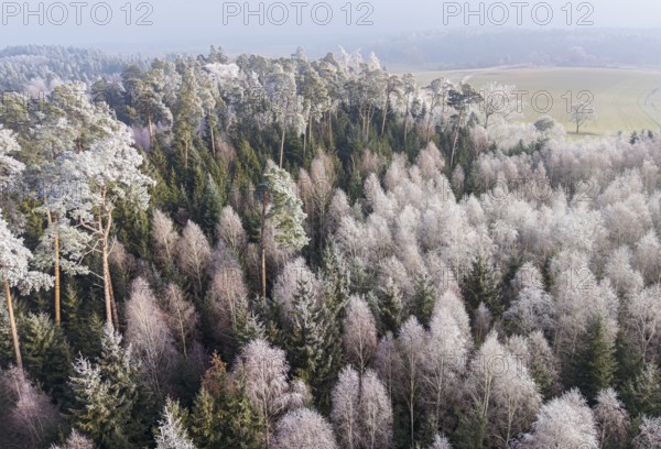Winter forest aerial view of a mixed forest with spruces, pines and birches colored white from