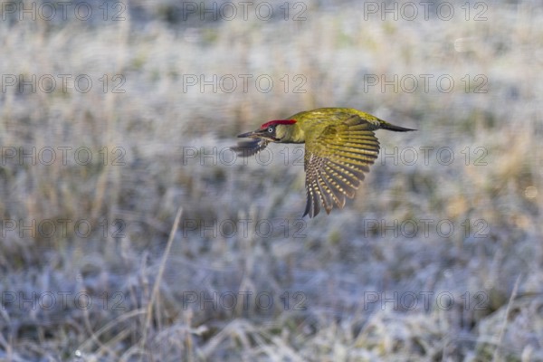 Green woodpecker (Picus viridis), flight picture of a flying green male with red head plate and