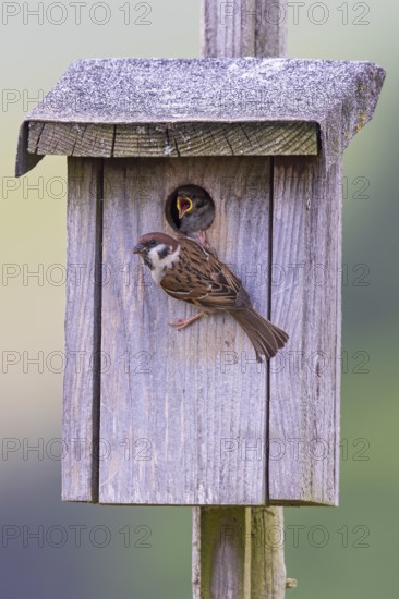 Tree sparrow (Passer montanus), adult bird sitting at entrance hole of bird nesting box with food