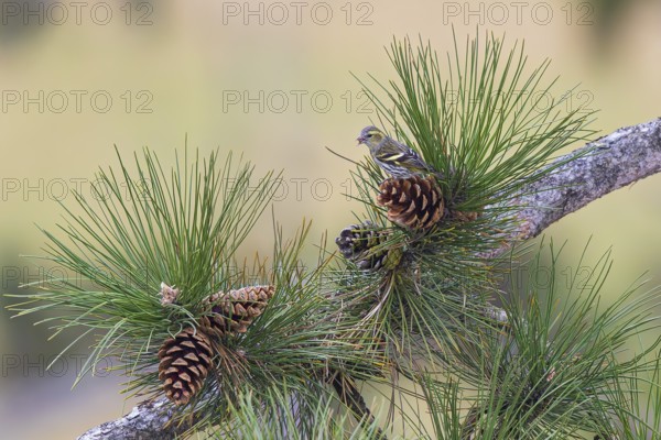 Siskin (Spinus spinus), adult bird sitting on a large pine cone between pine needles and eating