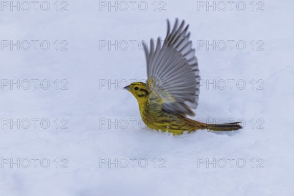 Yellowhammer (Emberiza citrinella), yellow male with outspread wings taking off from white snow in