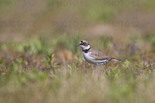 Little Ringed Plover (Charadrius dubius), adult bird standing in short green and flowering