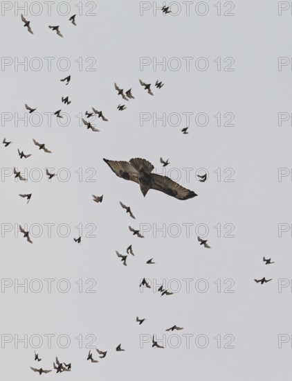 Wrinkle-lipped Bulldog Bat (Chaerephon plicatus), Wrinkle-lipped Free-tailed Bat, large flock