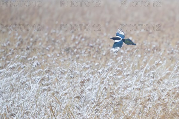 Magpie (Pica pica), adult bird in flight from above, flying with outstretched, shimmering blue and