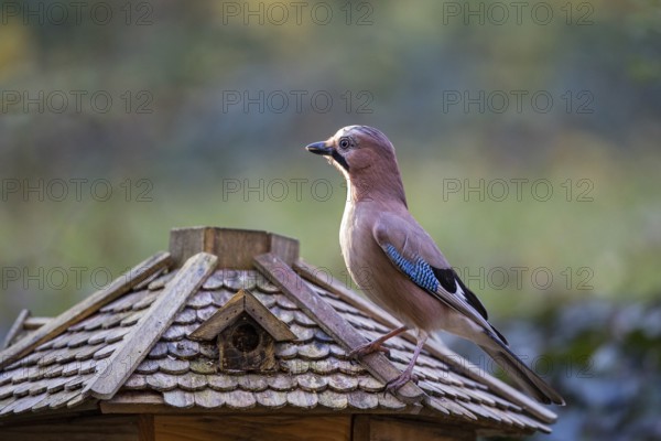 Eurasian jay (Garrulus glandarius), adult bird sitting on the roof of a bird feeder in the sun,