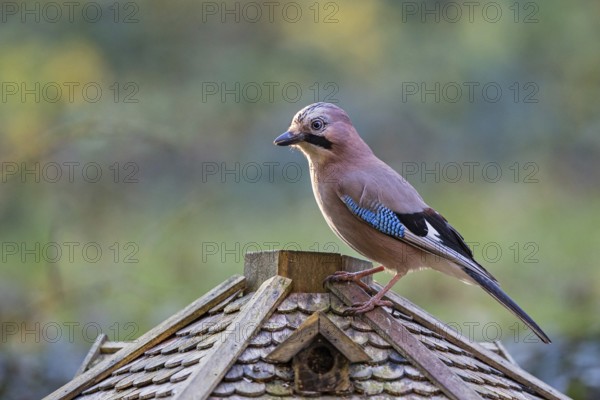 Eurasian jay (Garrulus glandarius), adult bird sitting on the roof of a bird feeder in winter,