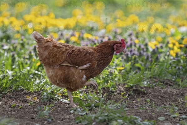 Domestic hen (Gallus gallus domesticus), brown hen in free range runs on farm through yellow