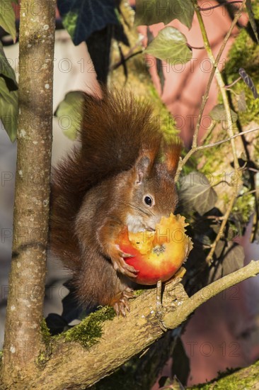 Squirrel (Sciurus vulgaris) sitting cutely in the sun on a branch in a tree, holding an apple in