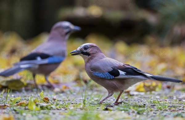 Eurasian jay (Garrulus glandarius), close-up, pair with two adult birds foraging in colourful