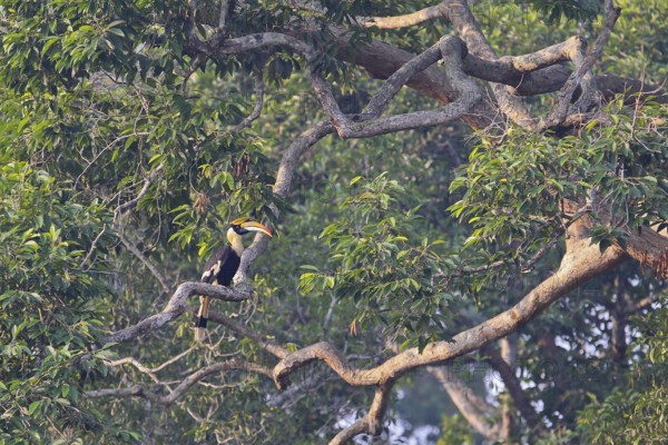 Double hornbill (Buceros bicornis), adult bird sitting alone on a branch in a treetop of a huge