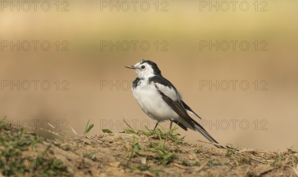 A white wagtail (Motacilla alba) stands on the ground against a blurred background, Sreepur,