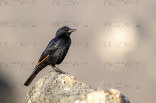 Tristramstar (Onychognathus tristramii), Oman