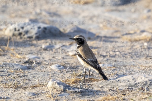 Desert Wheatear (Oenanthe deserti homochroa), Oman