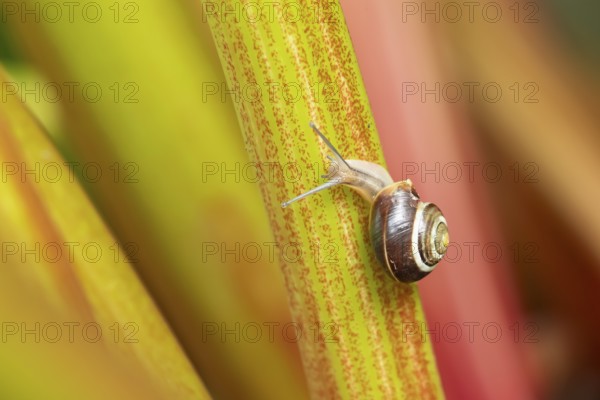 Striped snail (Cernuella virgata) adult gastropod molluscs on a garden rhubarb vegetable plant stem