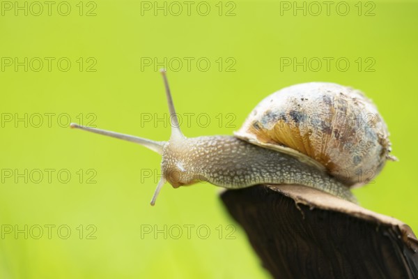 Garden snail (Cornu aspersum) adult gastropod molluscs on a fungi in summer, England, United