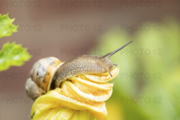 Garden snail (Cornu aspersum) adult gastropod molluscs on a garden courgette or zucchini vegetable