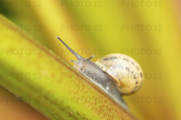 Garden snail (Cornu aspersum) adult gastropod molluscs on a garden rhubarb vegetable plant stem in
