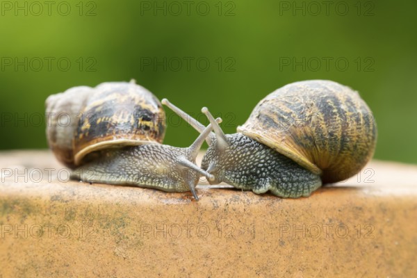 Garden snail (Cornu aspersum) two adult gastropod molluscs on a garden plant pot in summer,