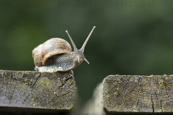 Garden snail (Cornu aspersum) adult gastropod molluscs on a garden wooden decking in summer,
