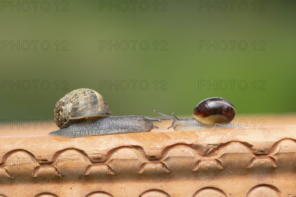 Garden snail (Cornu aspersum) and Striped snail (Cernuella virgata) two adult gastropod molluscs on