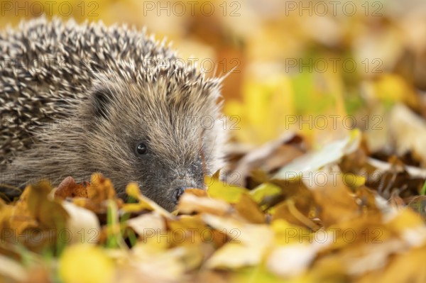 European hedgehog (Erinaceus europaeus) adult animal walking on fallen autumn leaves in a garden,