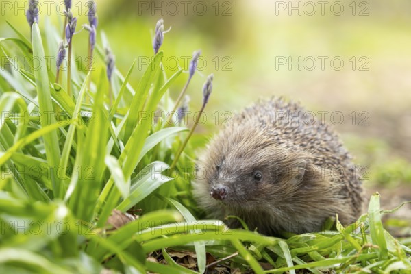 European hedgehog (Erinaceus europaeus) adult animal in a garden next to Bluebell flowers in
