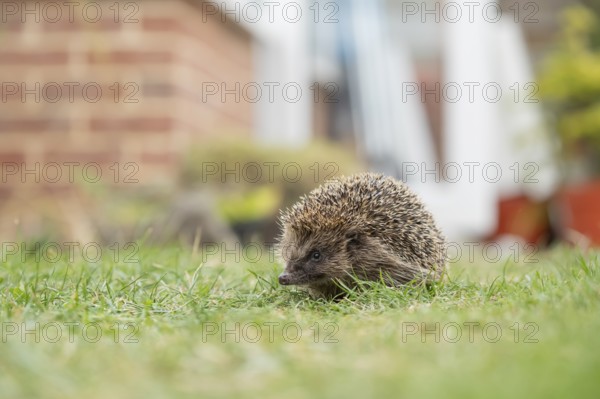 European hedgehog (Erinaceus europaeus) adult animal on a garden grass lawn with an urban house in