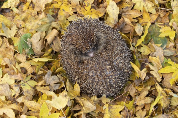 European hedgehog (Erinaceus europaeus) adult animal sleeping curled up in a ball during