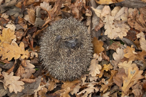 European hedgehog (Erinaceus europaeus) adult animal curled up in a ball during hibernation on